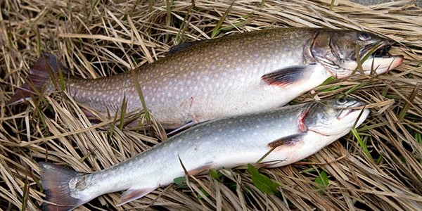 Truite de mer, c’est parti