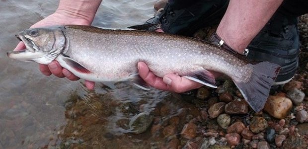 La truite de mer est là!!!